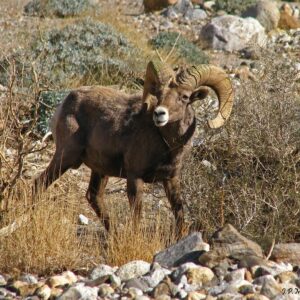 Tribal Member Hunt Draw Application