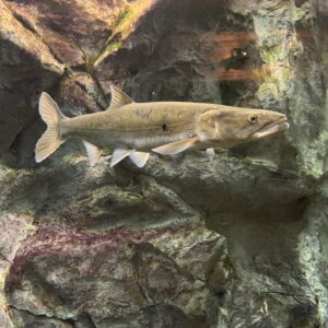 1-Day Fish